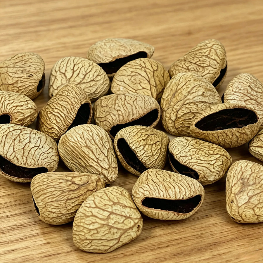Panji Pangium Rattle Seed Chime