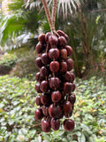 Pala Cardamom Rattle Seed Chime