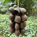 Salin Water Tern Rattle  Seed Chime