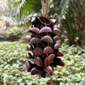 Juju Rattan Rattle Seed Chime