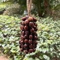 Pala Cardamom Rattle Seed Chime